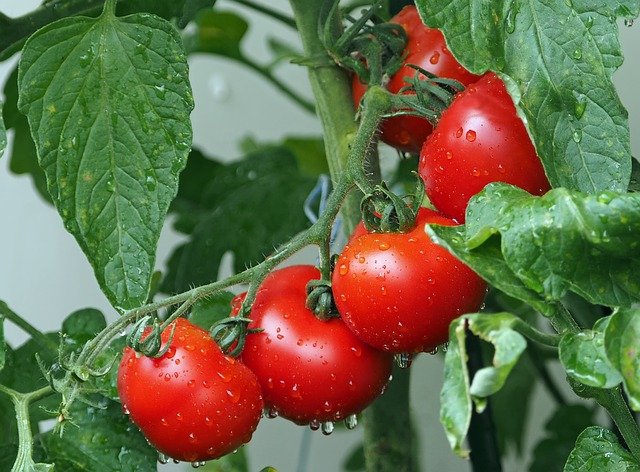Návod: Jak pěstovat rajčata