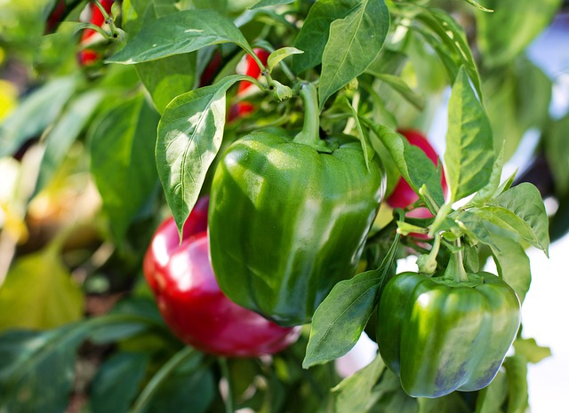 Návod: Jak pěstovat papriky